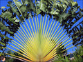 Traveler's Tree   10 Seeds   Ravenala madagascariensis