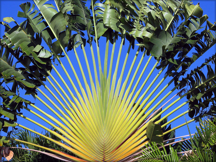 Traveler's Tree   10 Seeds   Ravenala madagascariensis