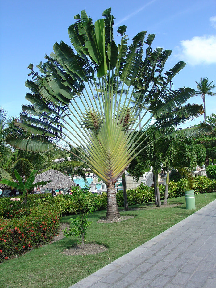 Traveler's Tree   10 Seeds   Ravenala madagascariensis