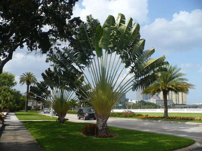 Traveler's Tree   10 Seeds   Ravenala madagascariensis