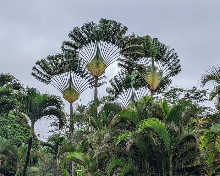 Traveler's Tree   10 Seeds   Ravenala madagascariensis
