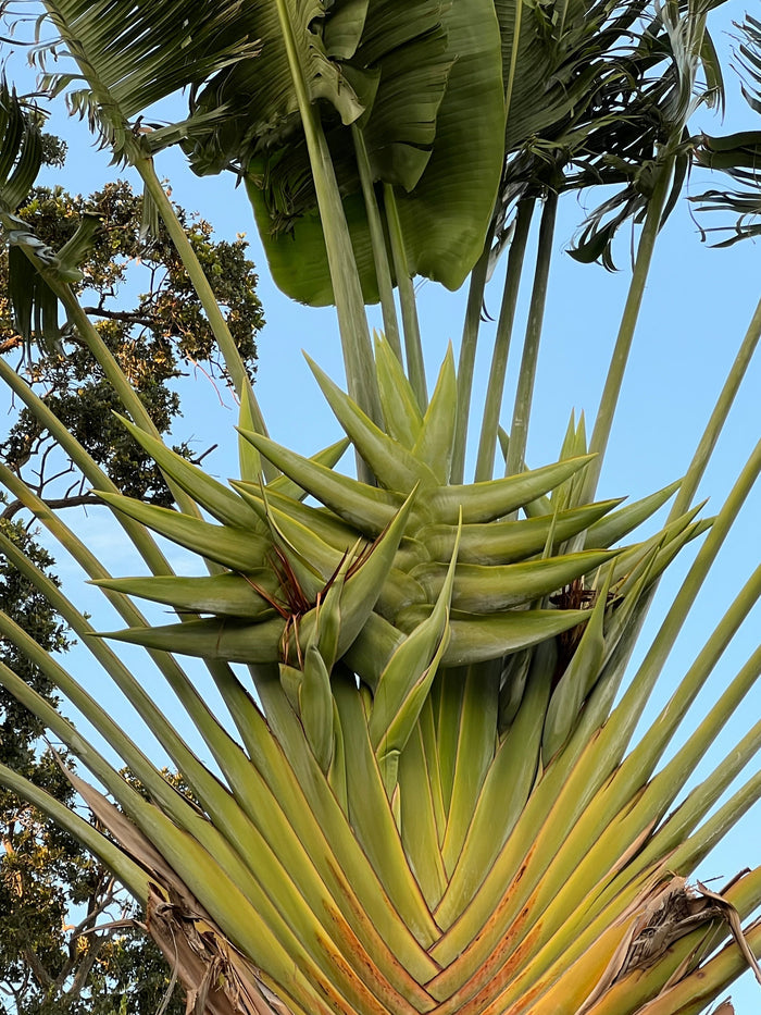 Traveler's Tree   10 Seeds   Ravenala madagascariensis
