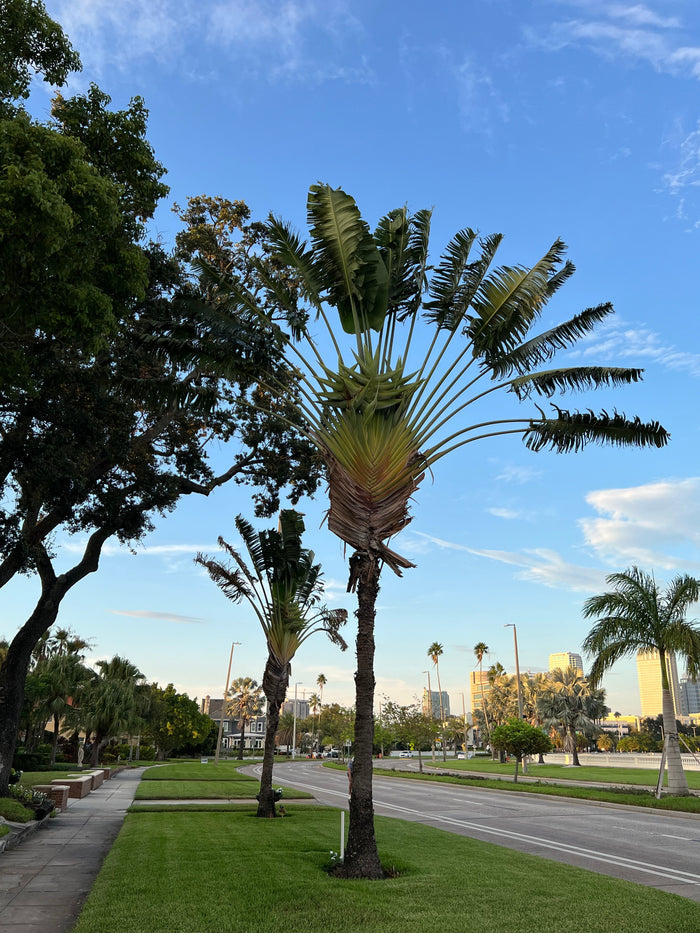 Traveler's Tree   10 Seeds   Ravenala madagascariensis
