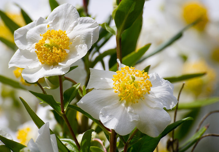 Tree Anemone Carpenteria californica 10 Seeds