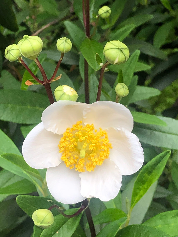 Tree Anemone Carpenteria californica 10 Seeds