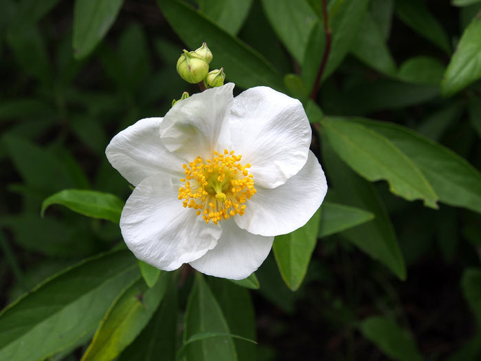 Tree Anemone Carpenteria californica 10 Seeds