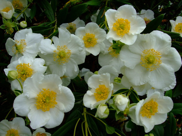 Tree Anemone Carpenteria californica 10 Seeds