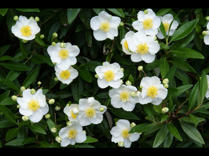 Tree Anemone Carpenteria californica 10 Seeds