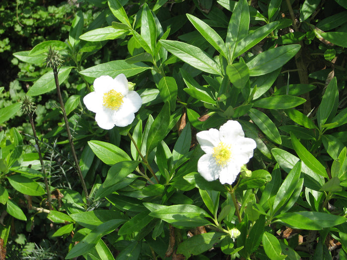 Tree Anemone Carpenteria californica 10 Seeds