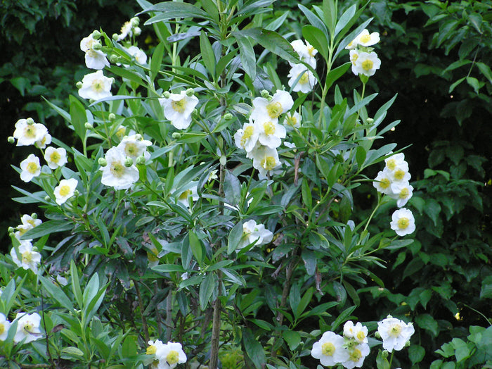 Tree Anemone Carpenteria californica 10 Seeds