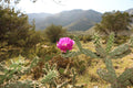 Tree Cholla Cylindropuntia imbricata 25 Seeds