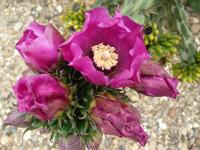 Tree Cholla Cylindropuntia imbricata 25 Seeds