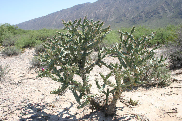 Tree Cholla Cylindropuntia imbricata 25 Seeds