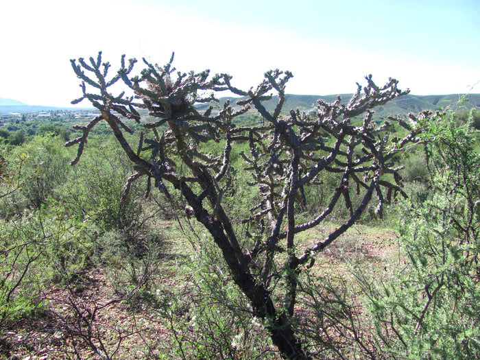 Tree Cholla Cylindropuntia imbricata 25 Seeds