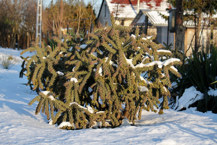Tree Cholla Cylindropuntia imbricata 25 Seeds