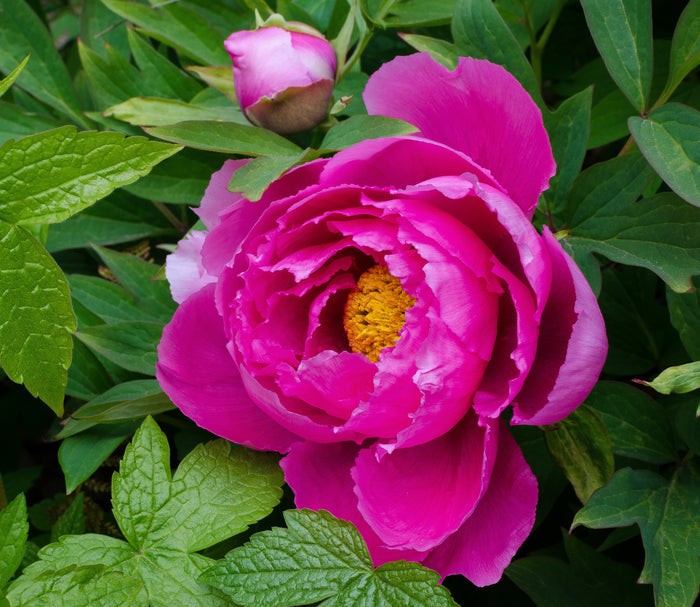 Tree Peony Paeonia suffruticosa 10 Seeds