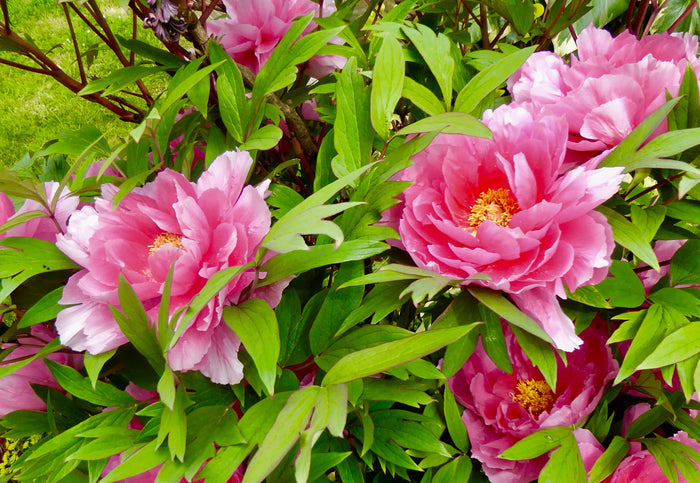 Tree Peony Paeonia suffruticosa 10 Seeds