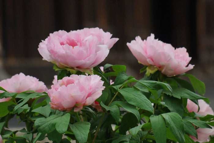 Tree Peony Paeonia suffruticosa 10 Seeds