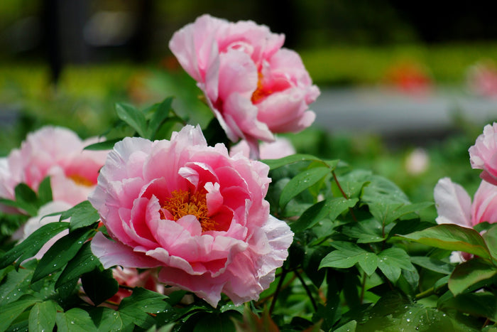 Tree Peony Paeonia suffruticosa 10 Seeds
