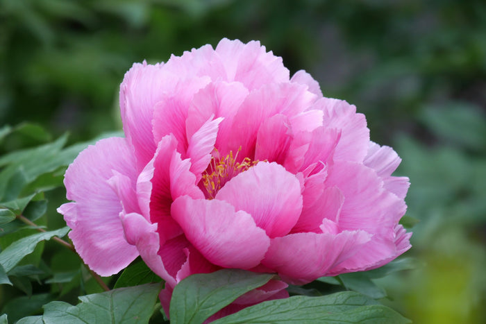 Tree Peony Paeonia suffruticosa 10 Seeds