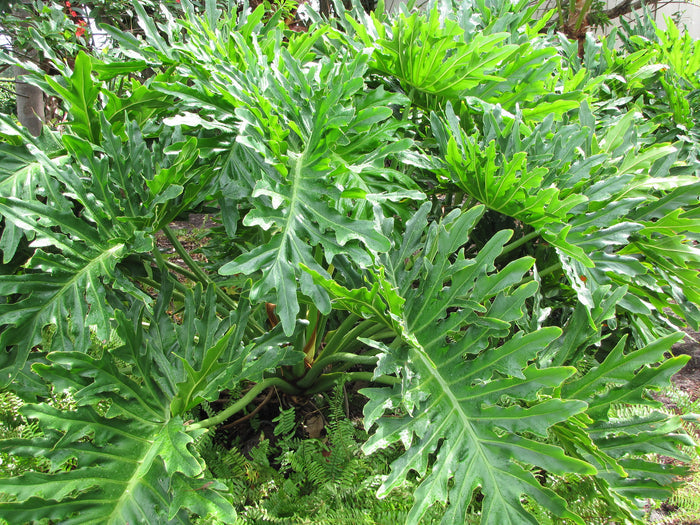 Tree Philodendron   100 Seeds   Philodendron selloum