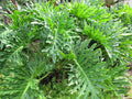 Tree Philodendron   100 Seeds   Philodendron selloum