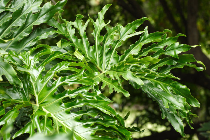Tree Philodendron   100 Seeds   Philodendron selloum