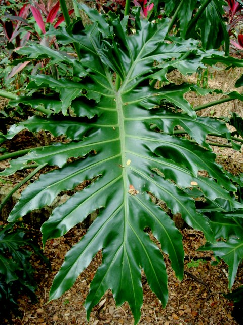 Tree Philodendron   100 Seeds   Philodendron selloum