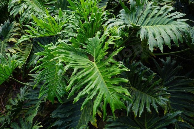 Tree Philodendron   100 Seeds   Philodendron selloum