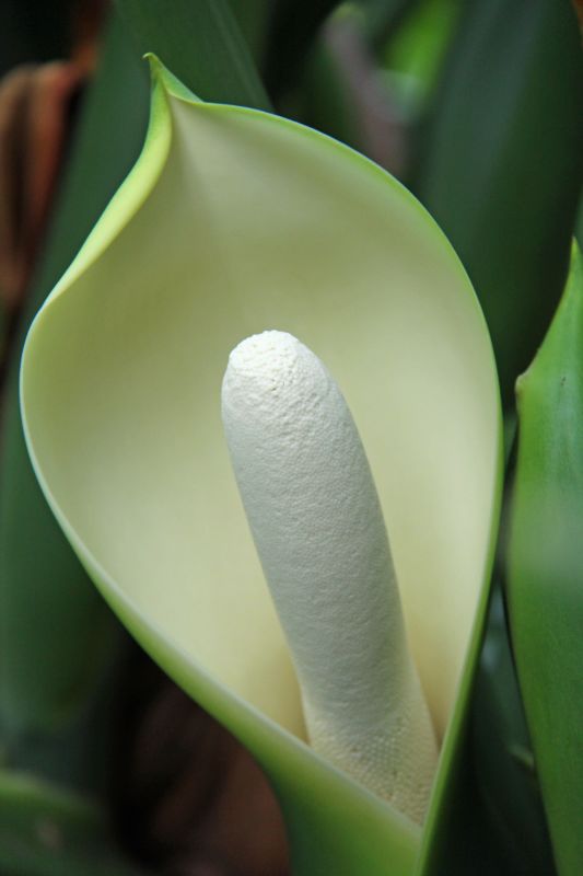Tree Philodendron   100 Seeds   Philodendron selloum