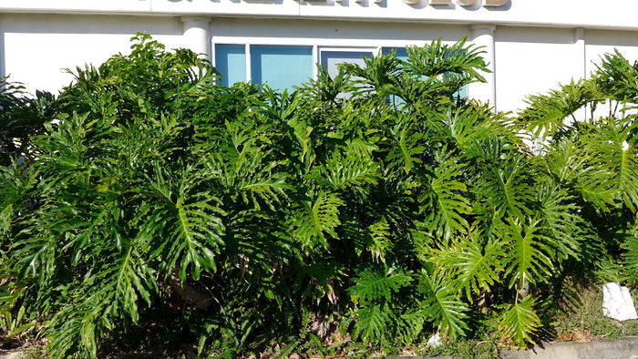 Tree Philodendron   100 Seeds   Philodendron selloum