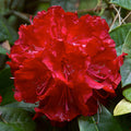 Tree Rhododendron Rhododendron arboreum 100 Seeds