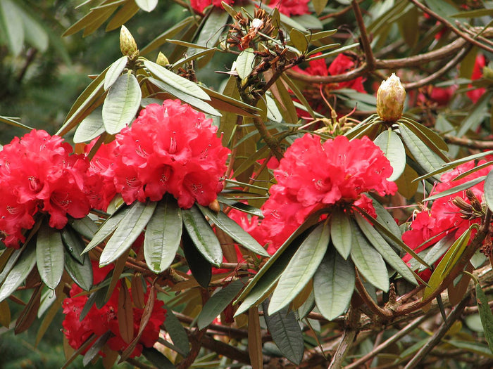 Tree Rhododendron Rhododendron arboreum 100 Seeds