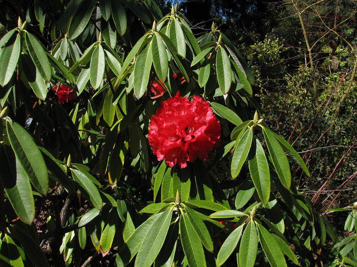 Tree Rhododendron Rhododendron arboreum 100 Seeds