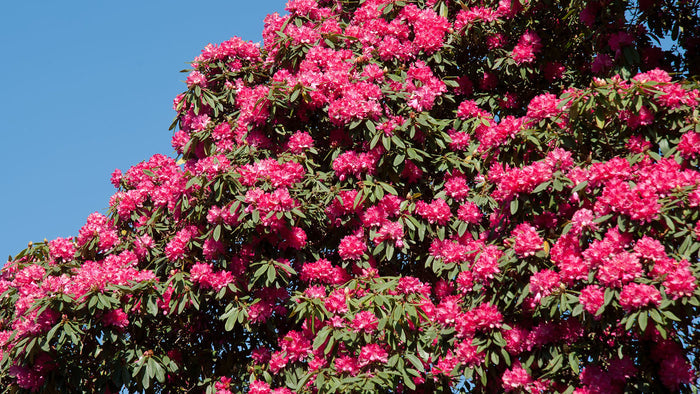 Tree Rhododendron Rhododendron arboreum 100 Seeds