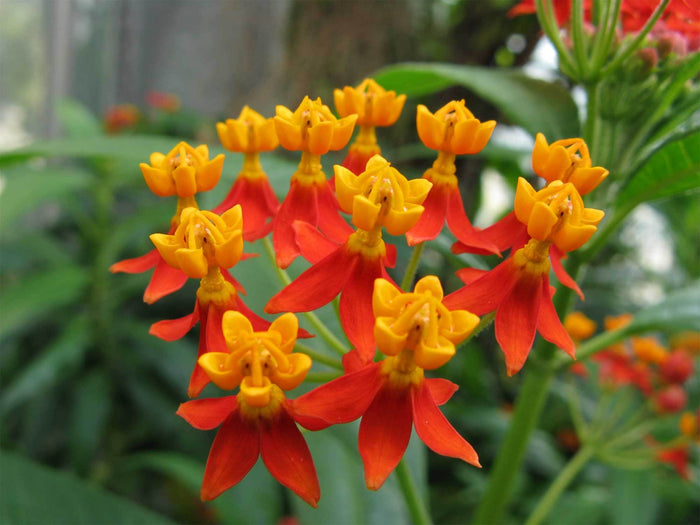 Tropical Milkweed   100 Seeds   Asclepias curassavica