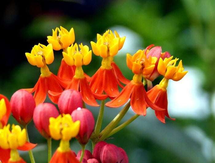 Tropical Milkweed   100 Seeds   Asclepias curassavica