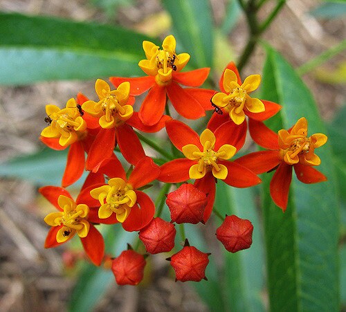 Tropical Milkweed   100 Seeds   Asclepias curassavica