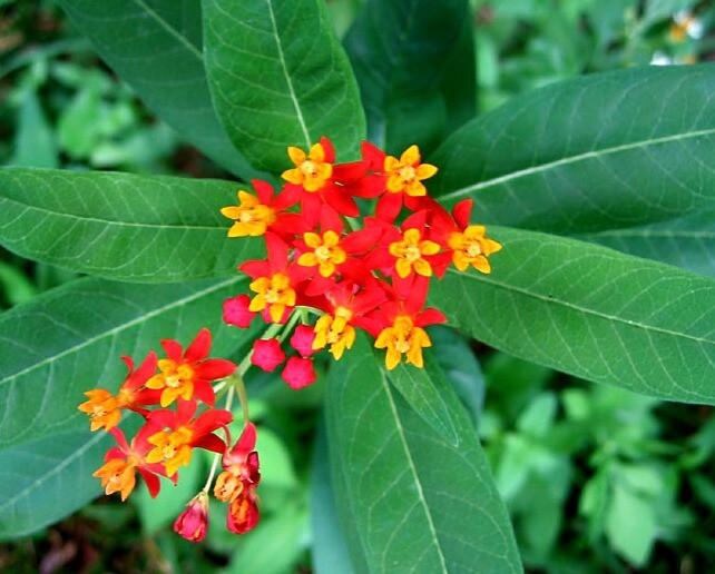 Tropical Milkweed   100 Seeds   Asclepias curassavica