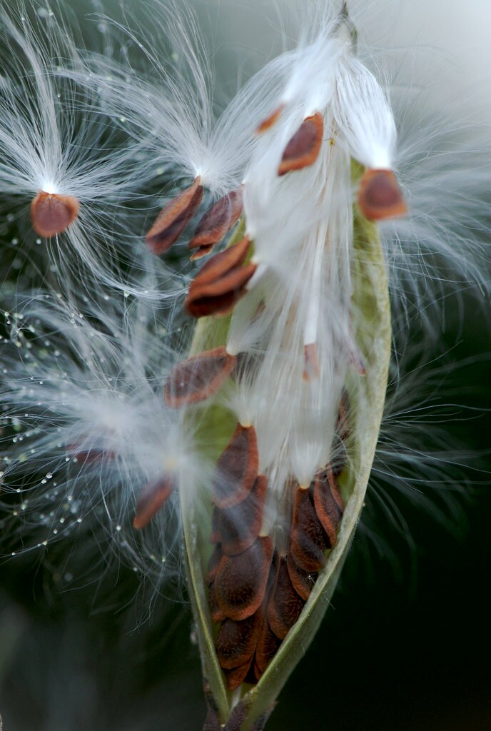 Tropical Milkweed   100 Seeds   Asclepias curassavica