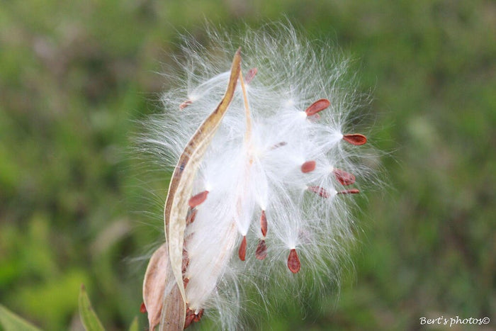 Tropical Milkweed   100 Seeds   Asclepias curassavica