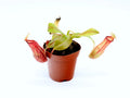 Tropical Pitcher Plant (Nepenthes) – Potted Carnivorous Plant