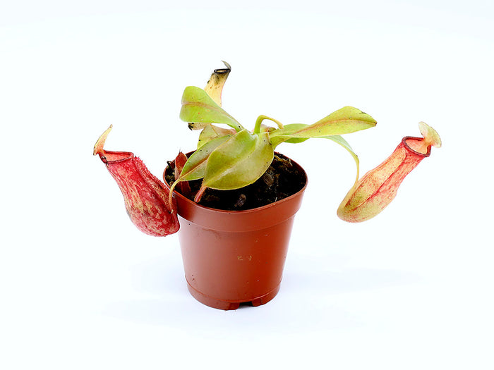 Tropical Pitcher Plant (Nepenthes) – Potted Carnivorous Plant