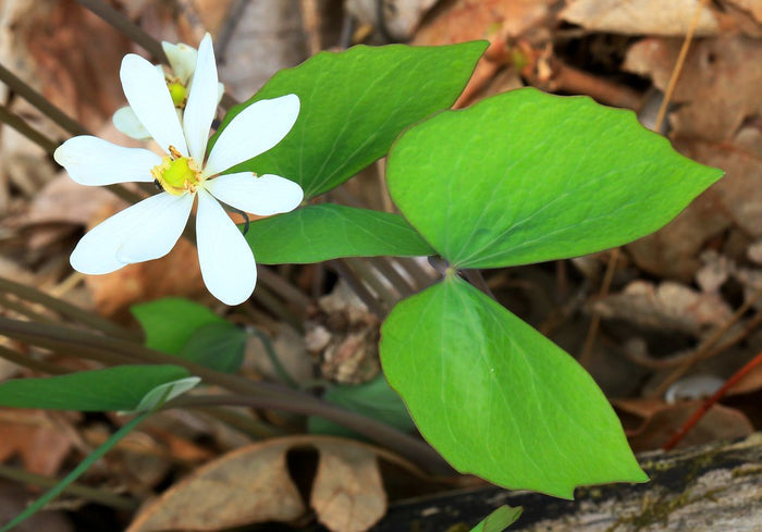 Twinleaf  10 Seeds  Jeffersonia diphylla