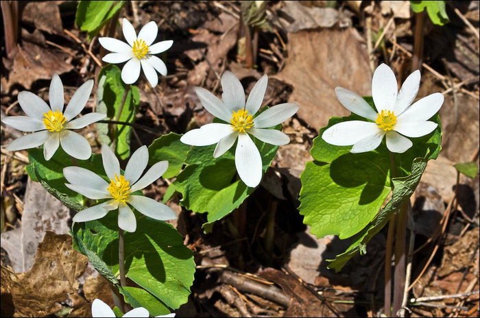 Twinleaf  10 Seeds  Jeffersonia diphylla