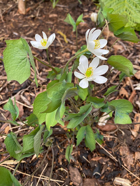 Twinleaf  10 Seeds  Jeffersonia diphylla