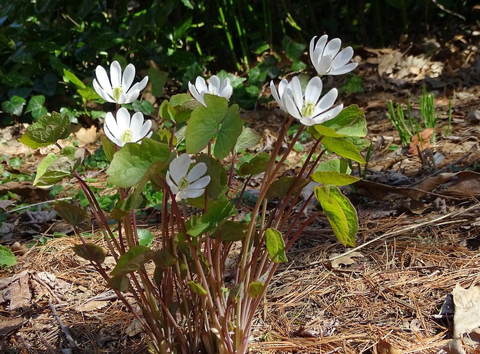 Twinleaf  10 Seeds  Jeffersonia diphylla