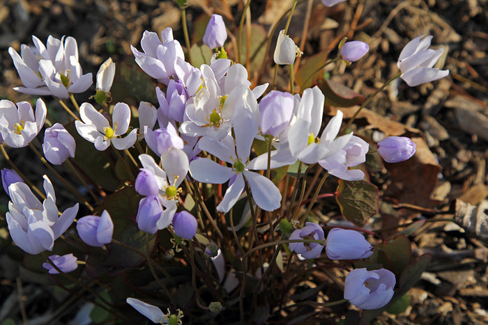 Twinleaf  10 Seeds  Jeffersonia diphylla