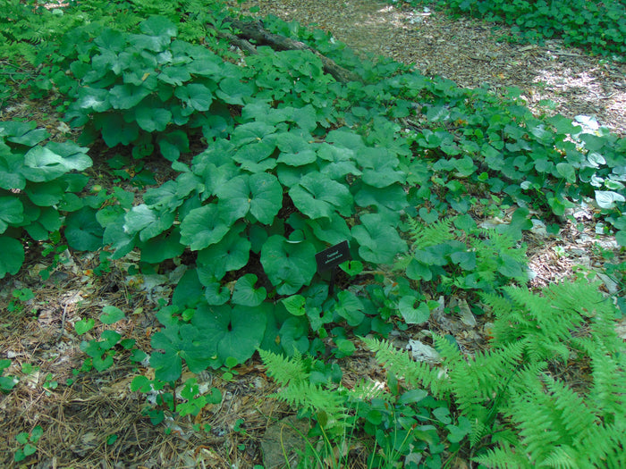 Twinleaf  10 Seeds  Jeffersonia diphylla