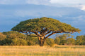 Umbrella Thorn Tree   10 Seeds   Acacia planifrons